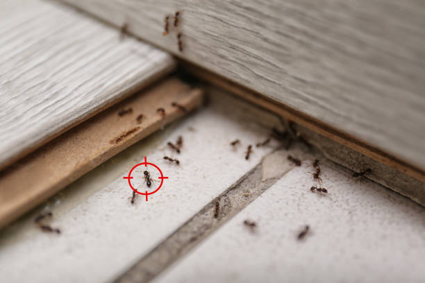 Best Mosquito Control Services  in Beaumont, TX