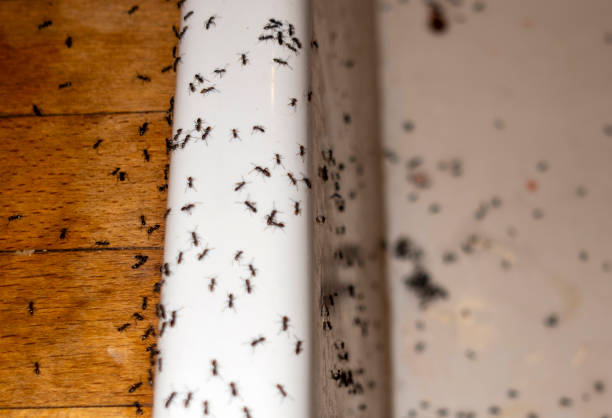 Best Termite Control Services  in Beaumont, TX