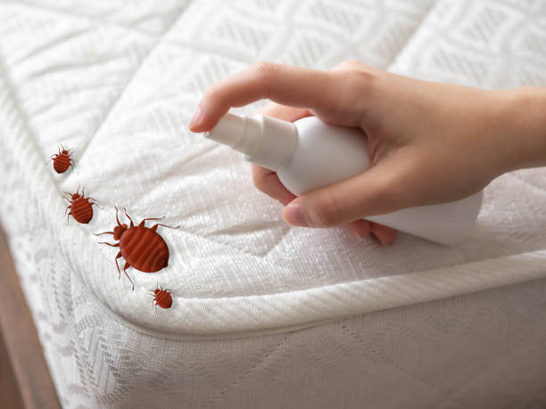 Best Local Pest Control Services  in Beaumont, TX